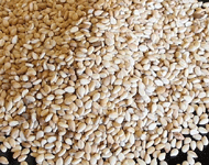 Peanuts supplier,Ground nuts supplier,Ground nuts exporter,Peanuts exporter,Dehydrated onion,Wheat exporter,Indian wheat exporter,Processed raw cotton,Cotton bells exporter,Cotton bells supplier,Cotton bells india,Indian raw cotton,Cotton bells exporter india,Peanuts exporter india,Ground nuts exporter india,Round nuts exporter,Peanuts india
