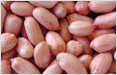 Peanuts supplier,Ground nuts supplier,Ground nuts exporter,Peanuts exporter,Dehydrated onion,Wheat exporter,Indian wheat exporter,Processed raw cotton,Cotton bells exporter,Cotton bells supplier,Cotton bells india,Indian raw cotton,Cotton bells exporter india,Peanuts exporter india,Ground nuts exporter india,Round nuts exporter,Peanuts india