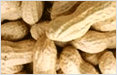 Peanuts supplier,Ground nuts supplier,Ground nuts exporter,Peanuts exporter,Dehydrated onion,Wheat exporter,Indian wheat exporter,Processed raw cotton,Cotton bells exporter,Cotton bells supplier,Cotton bells india,Indian raw cotton,Cotton bells exporter india,Peanuts exporter india,Ground nuts exporter india,Round nuts exporter,Peanuts india